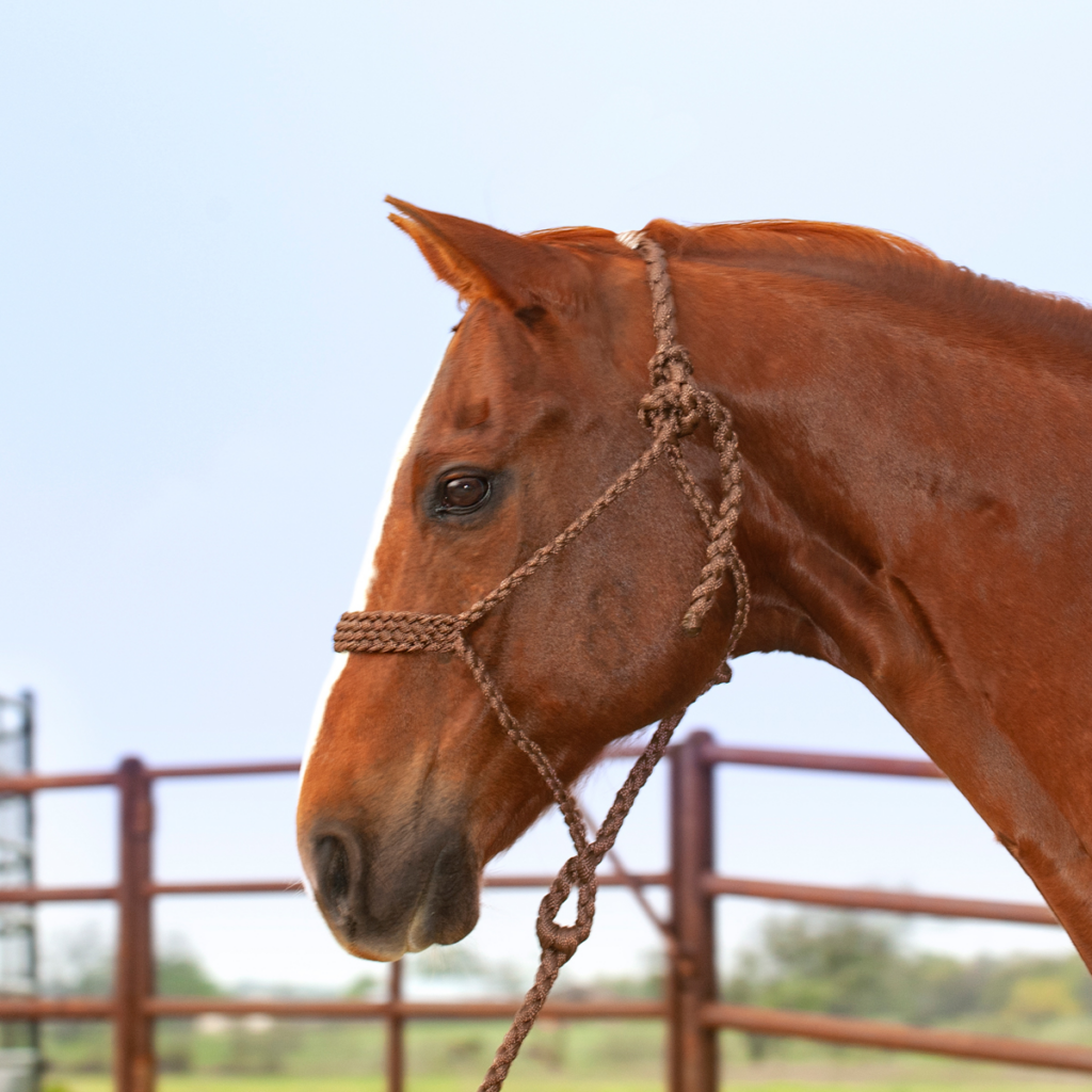 Horse Equipment Suppliers | Australian Cashel & Equibrand Distributor ...