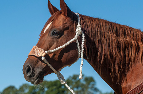 halters-leads